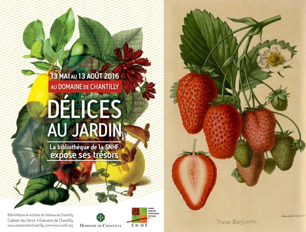 DELICESAUJARDIN FRAISES