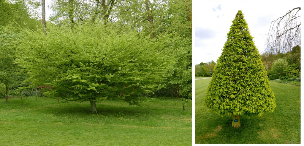 deuxarbres jardinsdevalloires 2017