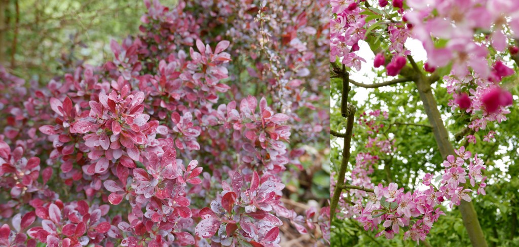 fleursjardinsdevalloires roses