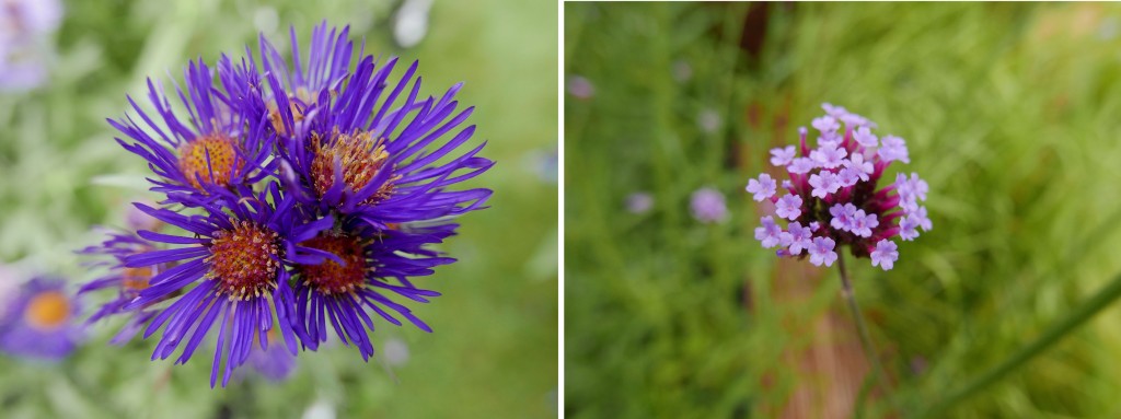 FLEURS VIOLETTE 2